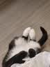 instinct天然百利无谷猫粮高蛋白鸡肉进口猫粮增肥成猫幼猫粮 【效期27/3月】经典无谷鸡肉全猫粮 11磅/5kg 实拍图