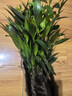 花行榜驱蚊竹柏水培驱蚊植物盆栽办公室桌面花卉水养办公室绿植源头直发 实拍图