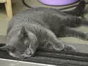 皇家英短成猫粮 BS34 通用粮 12月以上 4.5KG 实拍图