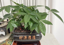 幼薇发财树盆栽树桩招财室内大型绿植开业送礼前台大号金钱树四季常青 三棵发财树+乌金财源滚滚盆 带盆栽好 实拍图