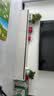 京东绿植绿萝盆栽除甲醛花卉绿植办公室新房净化空气 120款10盆源头直发 实拍图