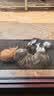 威尔逊馋嘴 流浪猫粮成猫幼猫粮专为流浪猫定制的猫粮 三文鱼+卵磷脂冻干款20斤 实拍图