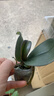 年宵花春节蝴蝶兰盆栽绿植花卉年货装饰过年四季开花大苗好养易活 紫美人---【包开花】送营养液2包 小苗不带花剑 实拍图