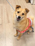 Orijen渴望狗粮 成犬幼犬无谷鸡天然鸡肉进口全价通用犬粮6kg效期27/1 实拍图