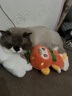 猫乐适猫咪泌尿道处方粮猫粮TS4尿道结石膀胱炎症尿闭尿血减少结石 TS4泌尿道处方猫粮 1.5kg*1袋 实拍图