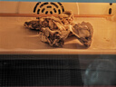 长帝（changdi）国家补贴家用烤箱风炉平炉多功能电烤箱大容量空气炸锅一体机多层同烤商用S1MaxS1Pro节日礼物 实拍图