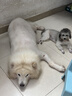 伯纳天纯狗粮中大型犬全价成年犬粮17kg羊肉蔓越莓味囤货装 实拍图