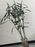 吕姆克花瓶摆件大号高款透明醒花桶客厅花瓶插花仿真七夕竹子鲜花器7695 实拍图