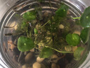 辣小董香腊鱼块458g香煎辣鱼块排湖南特产即食腊烟熏鱼肉下饭菜下酒酱菜 实拍图