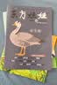 3-8岁东方娃娃杂志2026-2027年全年订阅【5刊组合送赠品官方旗舰店】2025年1-12月过刊智力/绘本/创意美术/科学/幼儿大数学 幼儿园中班大班图画科普书籍儿童读物K 26年8月起订【5刊全 实拍图