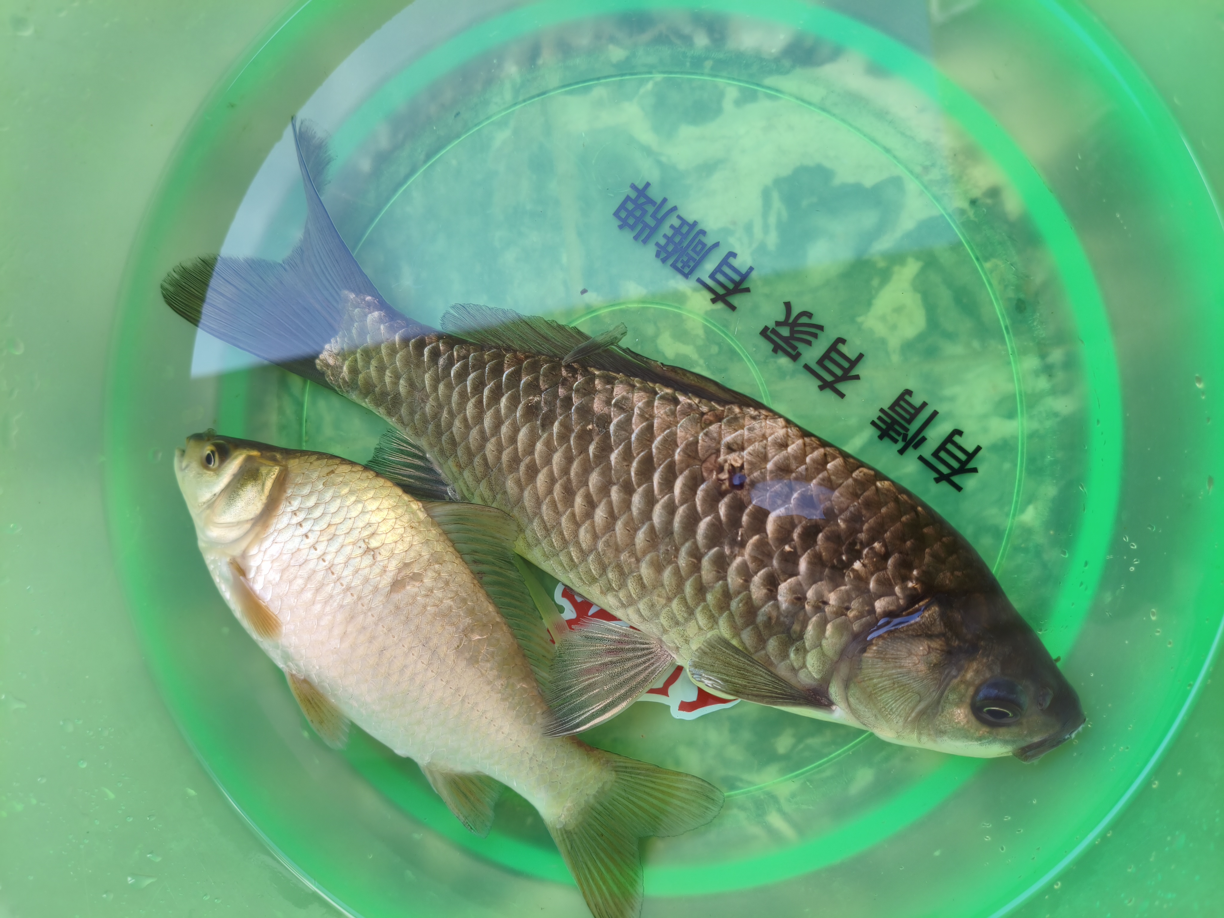 GW鱼竿剑手鲤二代强韧28调4.5米综合大物竿超轻超硬台钓竿高碳素 实拍图