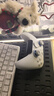 飞智冰原狼4多模版无线游戏手柄 类xbox 力调节摇杆双切扳机 switch电脑PC手机steam体感NS 仁王3 实拍图