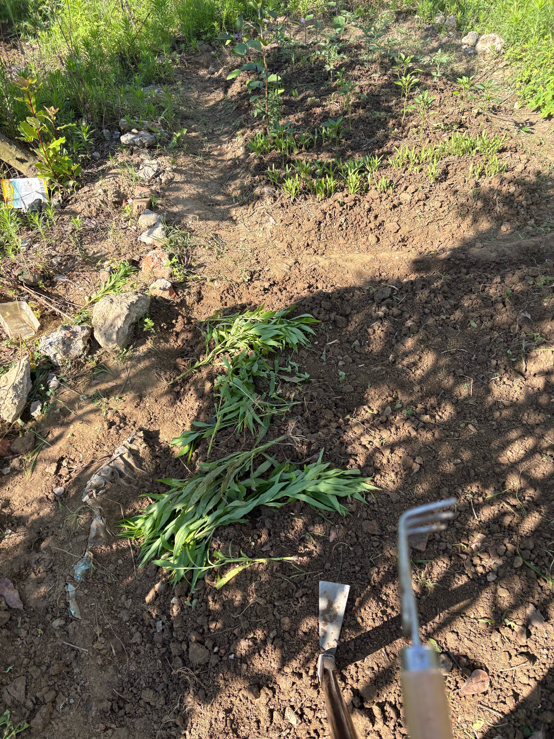 绿族锄头挖土开荒农用长柄老式挖地种菜除草工具钢头加厚户外园艺镐头 实拍图