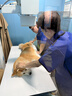 皇家狗粮 幼犬狗粮 犬粮 通用犬型 A3 通用粮 2-12月 8KG 实拍图