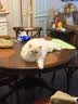 麦富迪猫罐头 barf霸弗主食猫罐头猫咪零食湿粮成猫呵护泌尿100g*12罐 实拍图