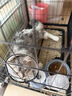 WEYES冻干鸡小胸500g桶装宠物猫狗零食肉干营养高蛋白适口性好 实拍图