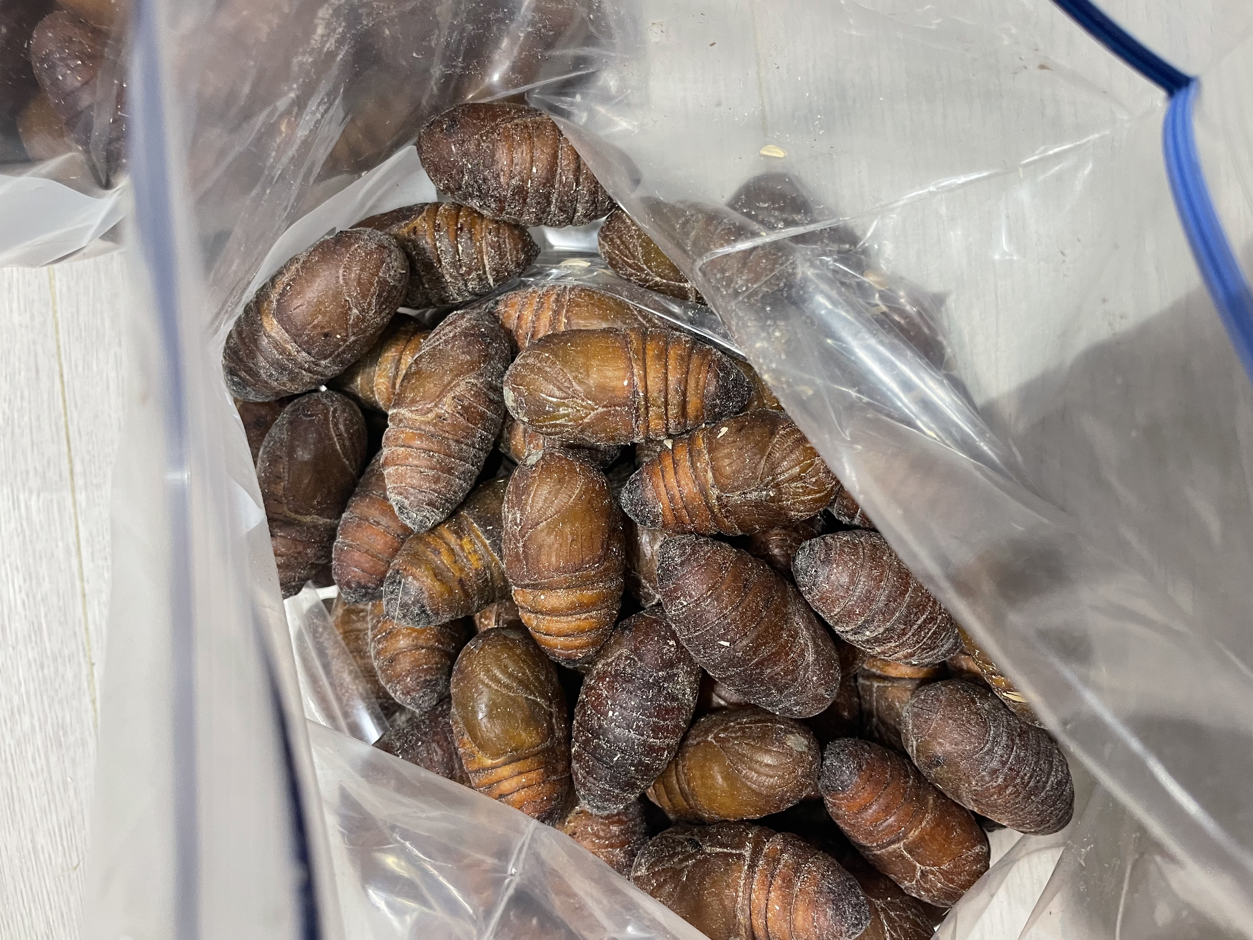 辽梦【销量20万+只】蚕蛹鲜活发货东北特产 新鲜茧蛹特级大黄蚕蛹蝉蛹 大黄大号丨净重1000g【80-100只】更划算 实拍图