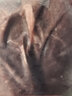 恒都 国产谷饲原切牛腱子 3斤 含腱子芯 生鲜牛肉 炖煮健身食材 实拍图