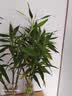 沭之美富贵竹水培客厅绿植招财旺宅花卉植物水养常青竹子文昌竹源头直发 实拍图