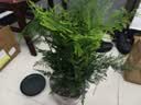 开时果 大文竹盆栽老桩精品植物 四季好养大棵文竹室内阳台大型绿植盆景 5年大文竹+砖红加仑盆/约40-50cm 实拍图
