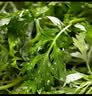 艾草新鲜食用蔬菜现摘清明草粑粑青团3斤顺丰艾叶新鲜艾草叶 【顺丰快递】 1000g 实拍图
