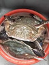 梭子蟹鲜活特大野生舟山大螃蟹海鲜新鲜冷冻海蟹水产飞蟹白蟹顺丰 7-9两/只【净重5斤舟山直发 顺丰到家】 实拍图