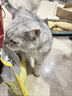 醇粹FD猫粮 成猫幼猫粮添加纯鸡肉冻干鲜肉营养英短美短全价CFD1-5kg 实拍图