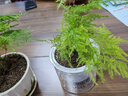 文竹盆栽绿植花卉盆景植物室内客厅水培文松云竹文竹大苗四季常青 小文竹【2棵更实惠】原土球发货 高度15-25cm 实拍图