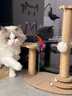 HELLOJOY猫抓板猫爬架一体耐磨不掉屑剑麻抓柱耐抓逗猫棒猫咪玩具自嗨解闷 实拍图