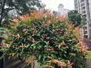 蕉下（beneunder）防晒衣女防紫外线夏季透气冰薄凉感女士披肩服外套雾霾紫 M码 实拍图