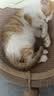 舒腾中华田园小猫咪活体田园猫宠物家养猫咪橘猫幼猫活体土猫狸花猫咪 田园级 橘白 公（幼猫两个月左右） 实拍图