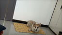 憨憨乐园宠物冰垫狗狗垫子防水夏季降温猫咪凉席泰迪金毛中小型犬用品 XXL 实拍图