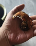 鱻谣 花雕熟醉蟹2.5两母 4只 800g固形物≥62% 去绳足重 大闸蟹螃蟹 实拍图