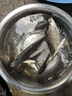 钩尖江湖艰苦奋斗也要钓鱼干鲜水解蚯蚓腥香饵料野钓鲫鱼鲤鱼草鱼钓鱼饵料 【蚯蚓腥香】艰苦奋斗300g*5袋 实拍图