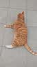 冠能猫粮室内成猫猫粮7kg 全价猫粮 添加膳食纤维 控制毛球 实拍图