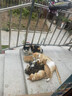 麦富迪猫罐头 barf霸弗主食猫罐头猫咪零食湿粮成猫呵护泌尿100g*12罐 实拍图