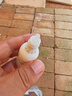 金盾药业尔康滴耳液20ml宠物猫咪狗狗中外耳炎耳臭耳垢氟苯尼考甲硝唑 实拍图