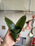 华田禾邦粽子叶9cm+新鲜宽粽叶100片 特大叶箬叶竹叶芦苇叶 端午节包粽子 实拍图