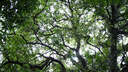 腾龙（Tamron）A078S 35-100mm F/2.8 Di III VXD大光圈变焦镜头 索尼全画幅微单镜头(索尼全幅E口) 实拍图