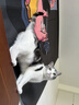 皇家美短成猫粮 ASA31 通用粮 12月以上 10KG 实拍图