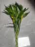 富贵竹水培植物室内招财绿植插瓶插花净化空气办公桌面转运竹 富贵竹70cm10支 实拍图