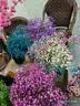 爱满（AIMAN）满天星天然干花花束ins网红生日 新房装饰摆件风干真插花家居摆设 桃红色满天星 【带M款花瓶】 实拍图