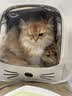 智宙猫包外出便携包双肩背包大号20斤宠物猫咪包太空舱狗狗车载航空箱 珍珠白【可容纳15斤肥猫】 39*26*33cm 【大空间 轻便透气】 实拍图