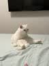 尾巴生活莓莓流心罐猫咪主食罐头 成猫幼猫营养主食湿粮罐 口味随机单罐装 实拍图