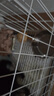 憨憨宠 狗笼猫笼 狗笼子小型犬带厕所幼犬折叠便携猫笼子宠物笼具兔笼 白色加粗狗丝笼 60*42*50cm【建议15斤内】 实拍图