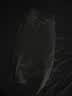安踏自在裤丨短裤男夏季针织透气薄款快干棉运动五分裤男休闲中裤 实拍图