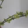 爱已装糖仿真绿植假花花瓶插花单支diy花束塑料花客厅摆件装饰花相思果1束 实拍图