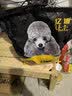 亿迪狗粮牛肉粒双拼狗粮幼犬20斤泰迪金毛成犬狗粮通用型挑嘴汪 实拍图