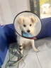 憨憨乐园伊丽莎白圈耻辱圈狗狗猫项圈猫咪头套宠物脖套大型犬防咬圈用品1 实拍图
