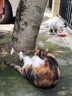 麦富迪猫罐头 红肉猫罐头猫咪零食成幼猫补水亮毛吞拿鱼鸡肉170g*24罐 实拍图